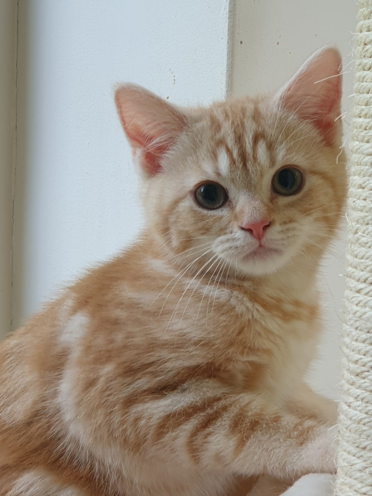 mooie Brits korthaar kittens kunnen gelijk mee, Kater, Gechipt, 0 tot 2 jaar