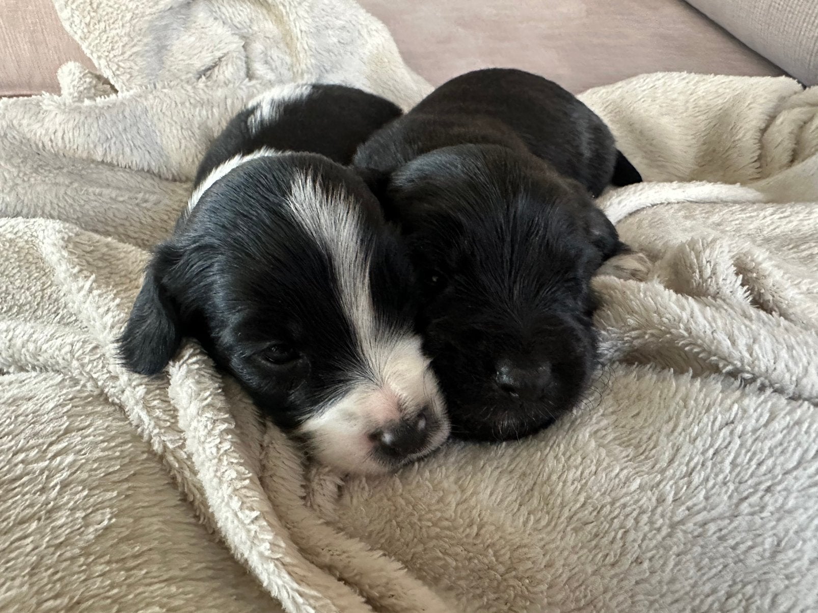 Lieve puppys te koop, Dieren en Toebehoren, 8 tot 15 weken, Meerdere, Meerdere dieren, Klein