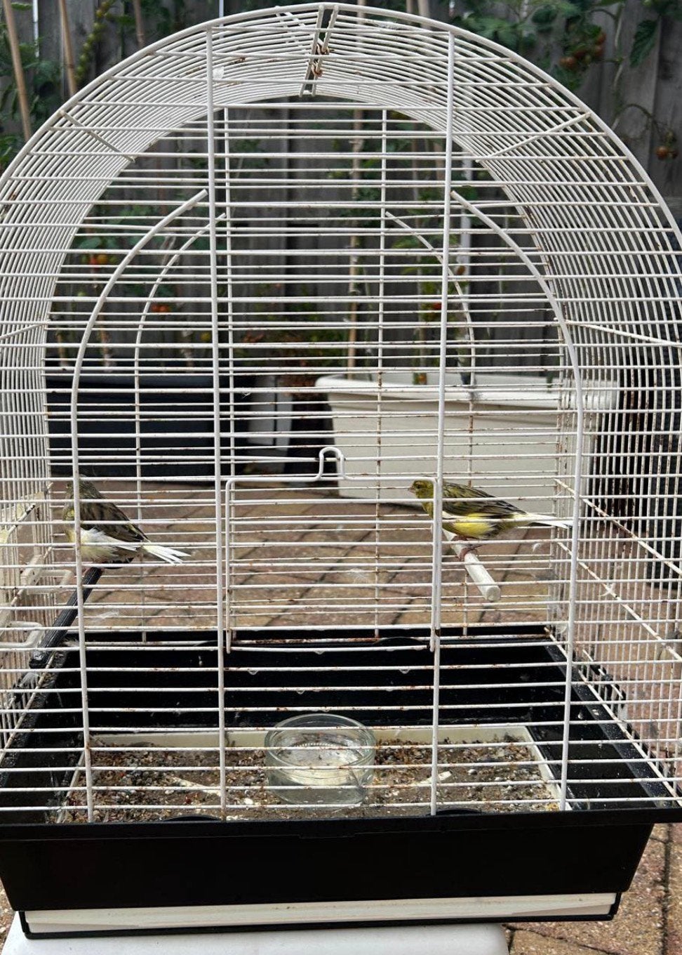 Mooi goed gezond Kanarie koppel, Dieren en Toebehoren, Ophalen of Verzenden, Zo goed als nieuw, Hout, Vogelkooi