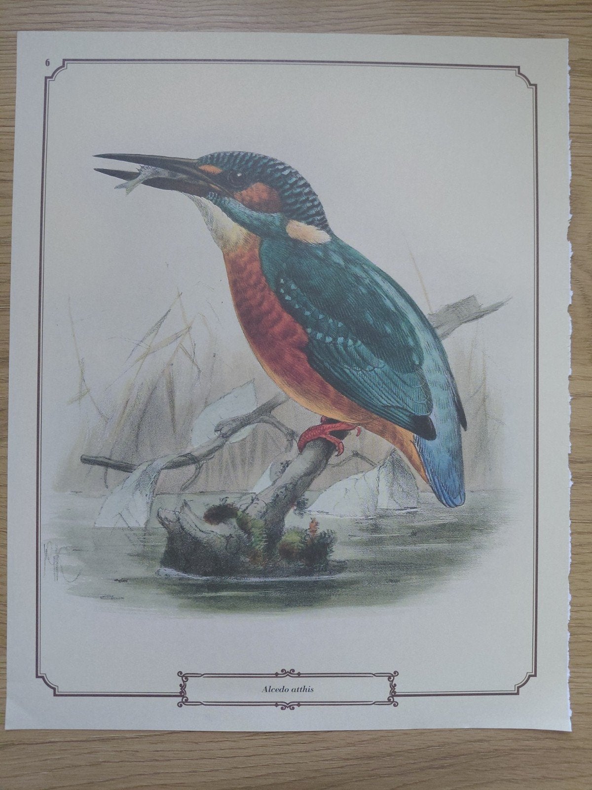 Diverse vogel prints ornithologie, Minder dan 50 cm, Verzenden, 5 – 50, Print