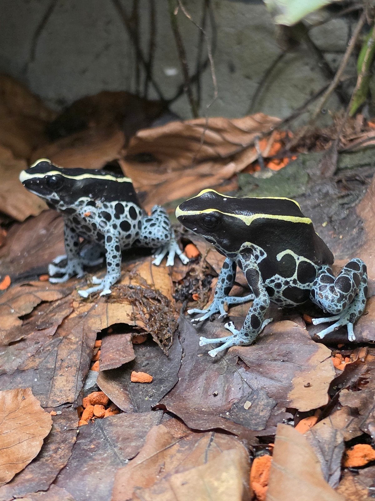 verschillende soorten jonge kikkers Frog photo 3