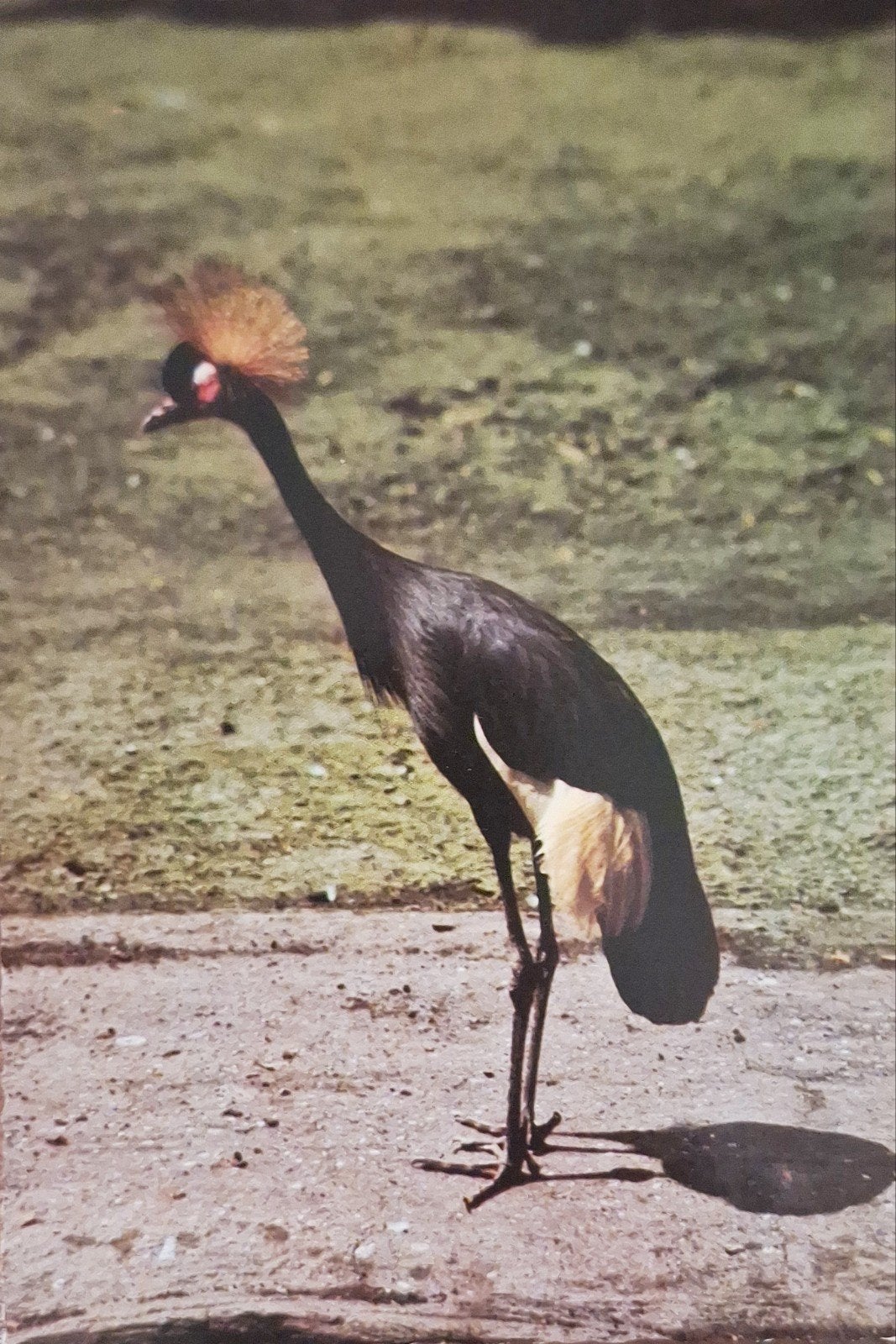Dieren - Vogels -.Kroonkraanvogel, Ophalen of Verzenden, 1960 tot 1980, Gelopen, Vogel