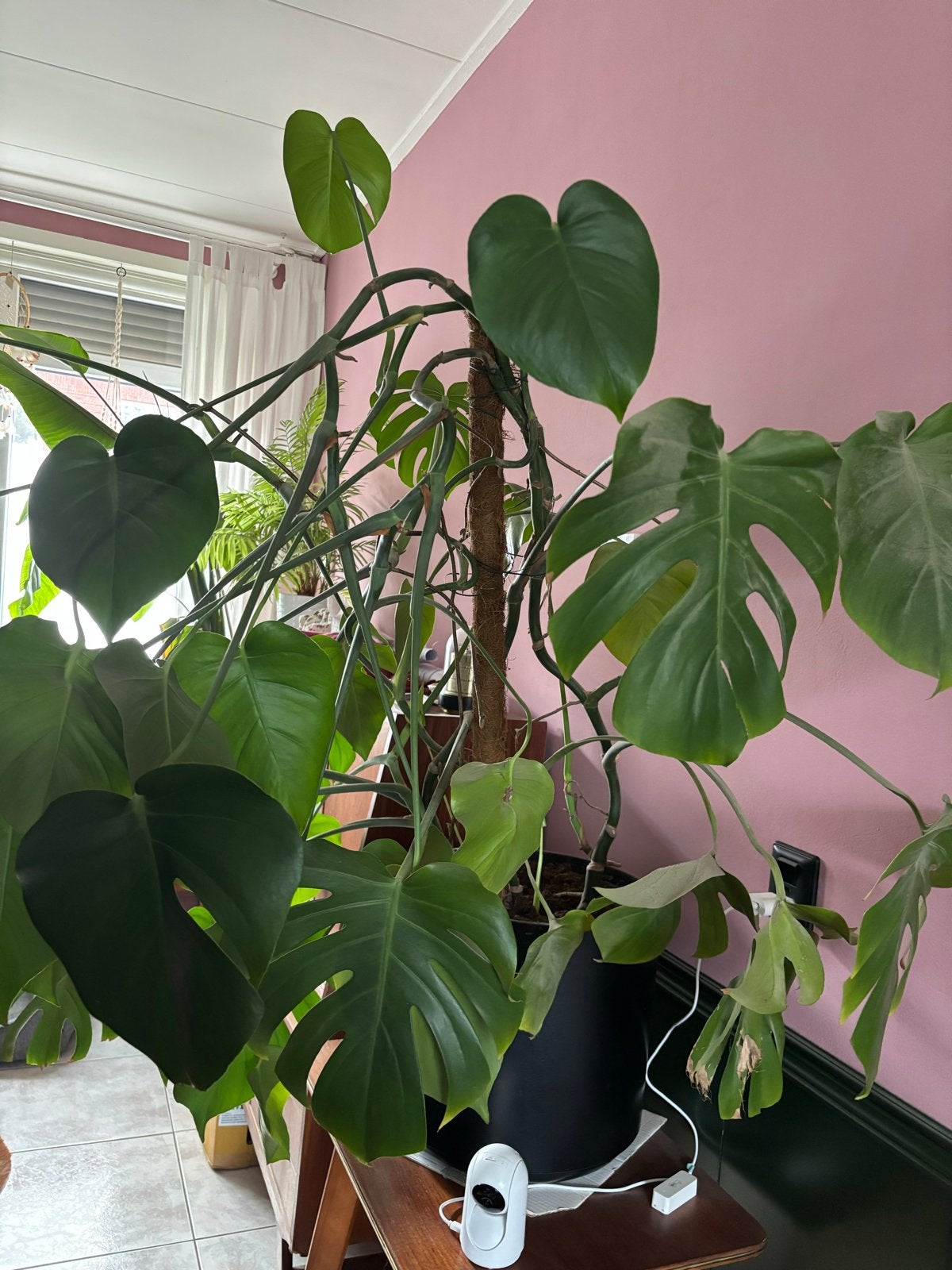 Grote Monstera Deliciosa - Ongeveer 140cm hoog, Ophalen, 100 tot 150 cm, Overige soorten, Halfschaduw