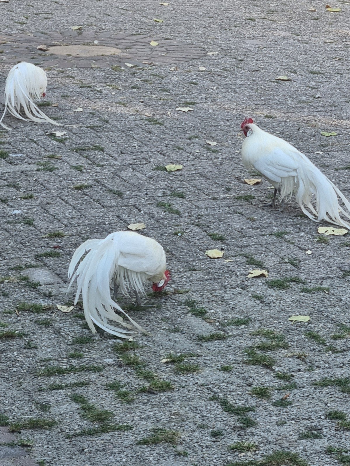 langstaart haan ., Mannelijk, Kip