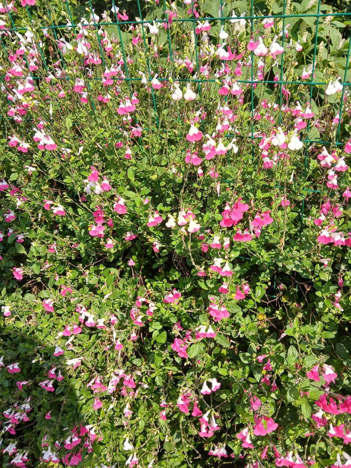 Salvia Hot Lips - Prachtige tweekleurige salie, Tuin en Terras, Volle zon, Vaste plant, Ophalen of Verzenden, Kruiden