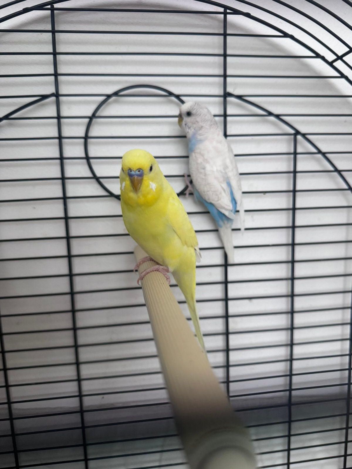 2 parkieten te koop, Meerdere dieren, Parkiet
