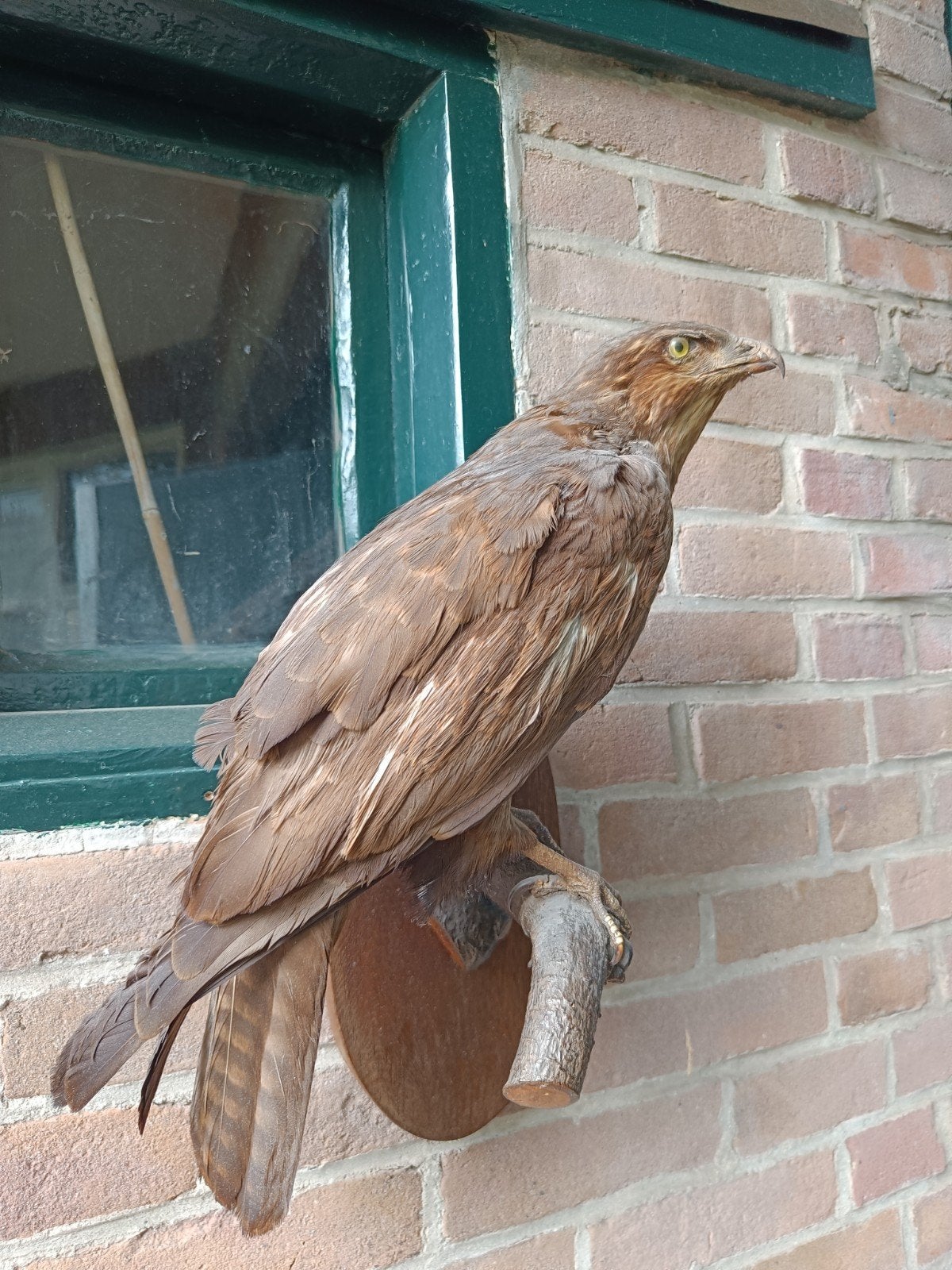 Opgezette roofvogel - Uniek voor de liefhebber, Antiek en Kunst, Antiek | Overige Antiek, Ophalen