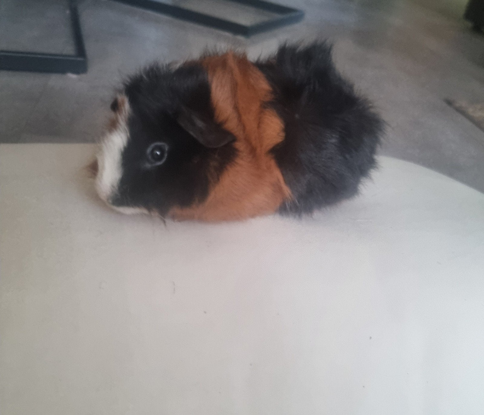 Us teddy/borstel broertjes, Dieren en Toebehoren, Knaagdieren, Mannelijk, Cavia, Mei, Tam