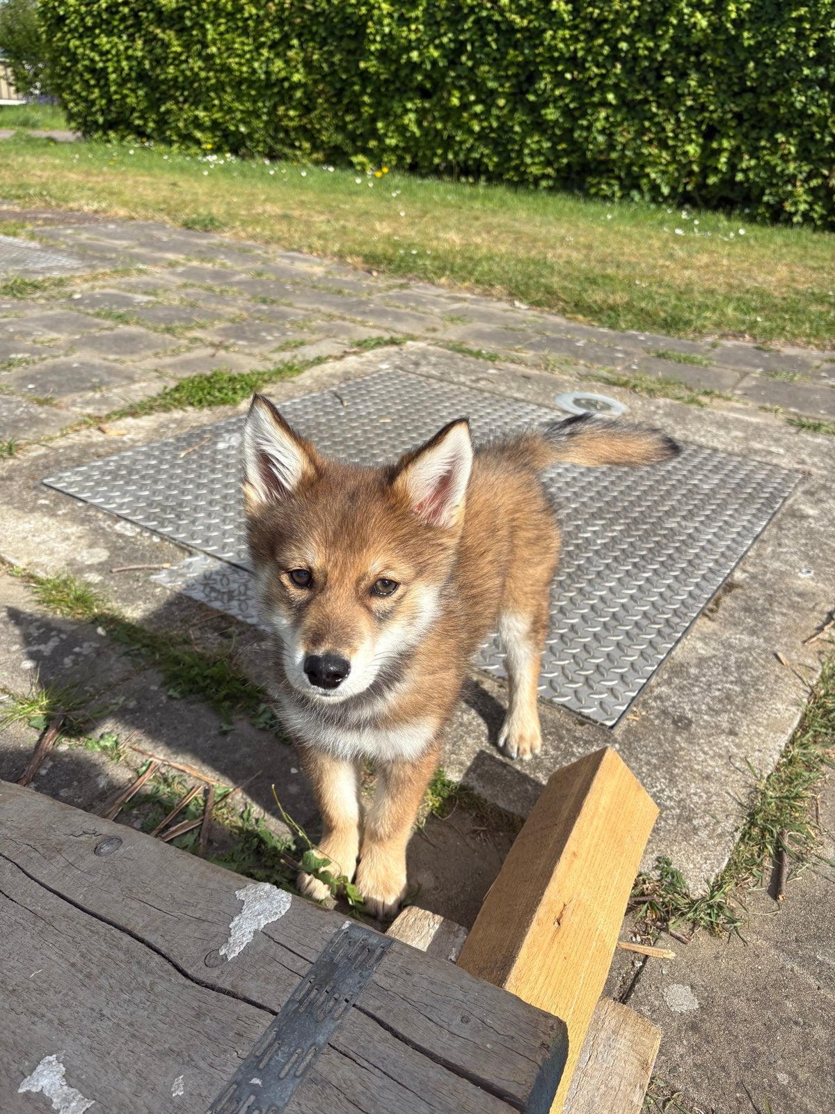 Pomsky pup 15 weken zoekt een liefdevol nieuw huis, Parvo, Reu, 8 tot 15 weken, Eén hond