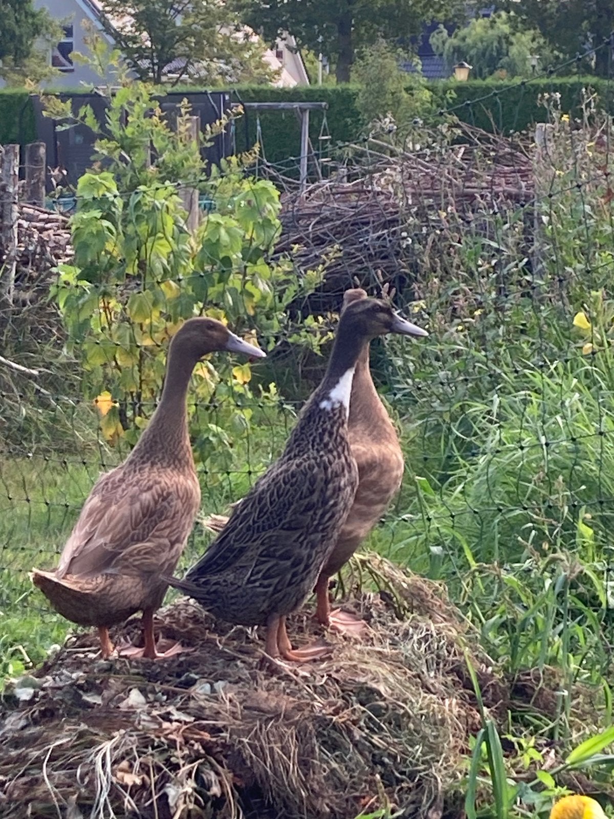 Loopeenden, Dieren en Toebehoren, Pluimvee, Meerdere dieren, Eend