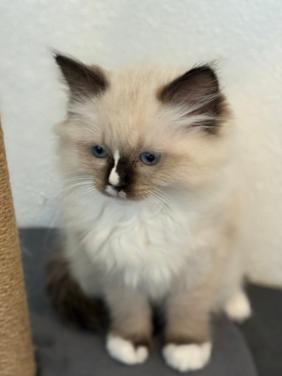 Kittens te koop, Meerdere dieren, Langharig, 0 tot 2 jaar