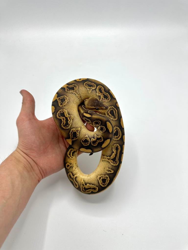 Python regius - koningspythons, Dieren en Toebehoren, Slang, 0 tot 2 jaar