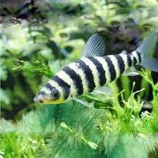 Leporinus fasciatus - Kopstaander - Koidream Valburg, Vis, Zoetwatervis