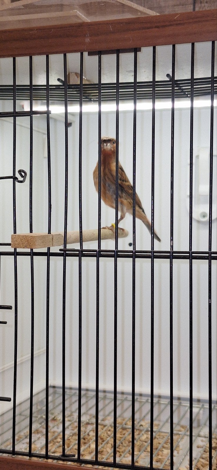 harlekijnen, Dieren en Toebehoren, Vogels | Kanaries, Mannelijk, Kleurkanarie