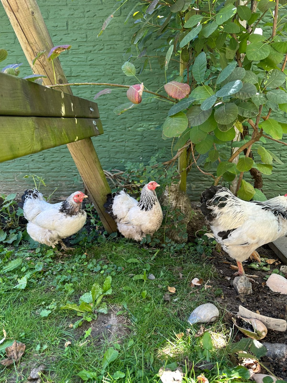 2 kippen en haan Wyandotte kriel, Dieren en Toebehoren, Pluimvee, Meerdere dieren, Kip