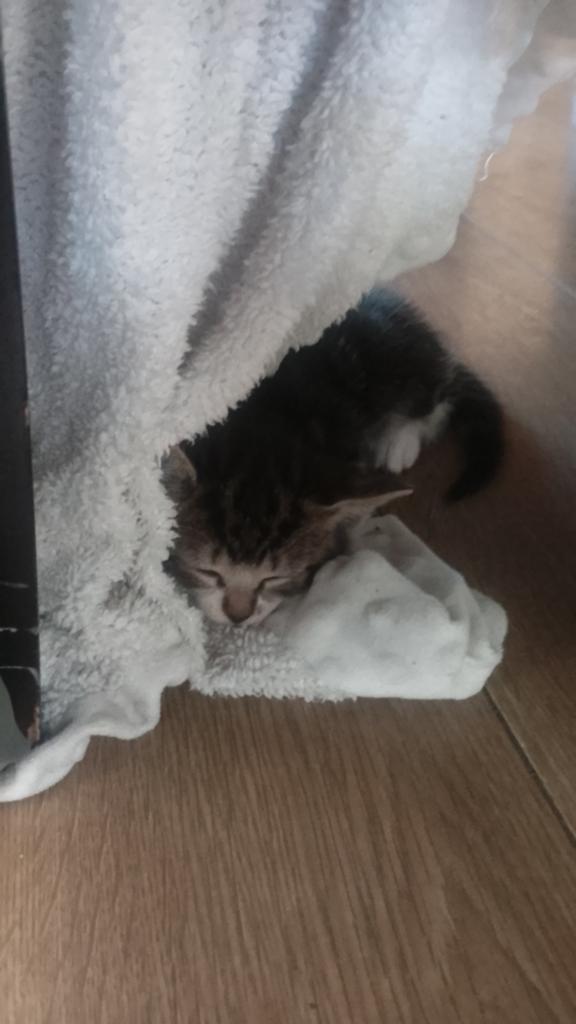1 kitten poesje zoekt goude mandje, Meerdere dieren