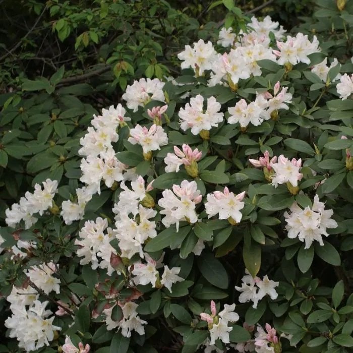 Hortensia's en Rhododendrons  uit volle grond, Ophalen, Hortensia, Struik, 100 tot 250 cm