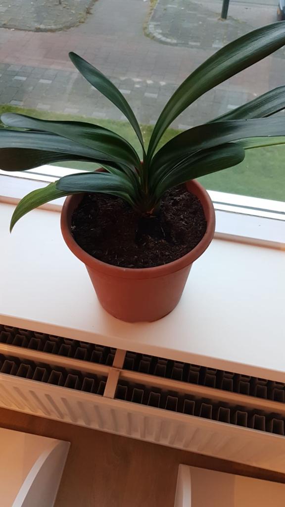 Stekjes doos, Huis en Inrichting, Kamerplanten, Overige soorten, In pot, Minder dan 100 cm, Groene kamerplant
