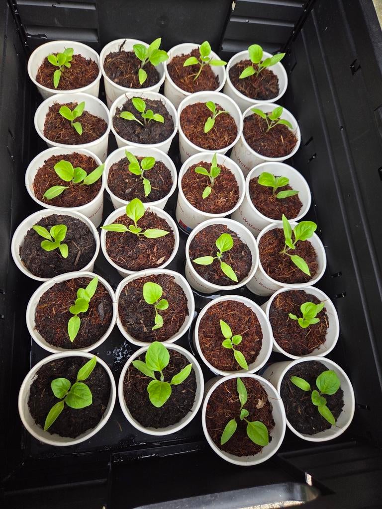 Jonge Black Beauty Aubergine plantjes, Ophalen of Verzenden, Eenjarig, Groenteplanten, Volle zon