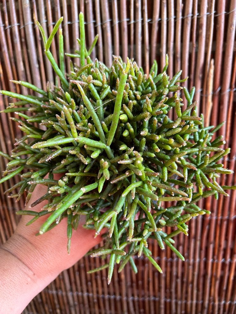 Rhipsalis, Minder dan 100 cm, Bloeiende kamerplant, Halfschaduw, Ophalen of Verzenden