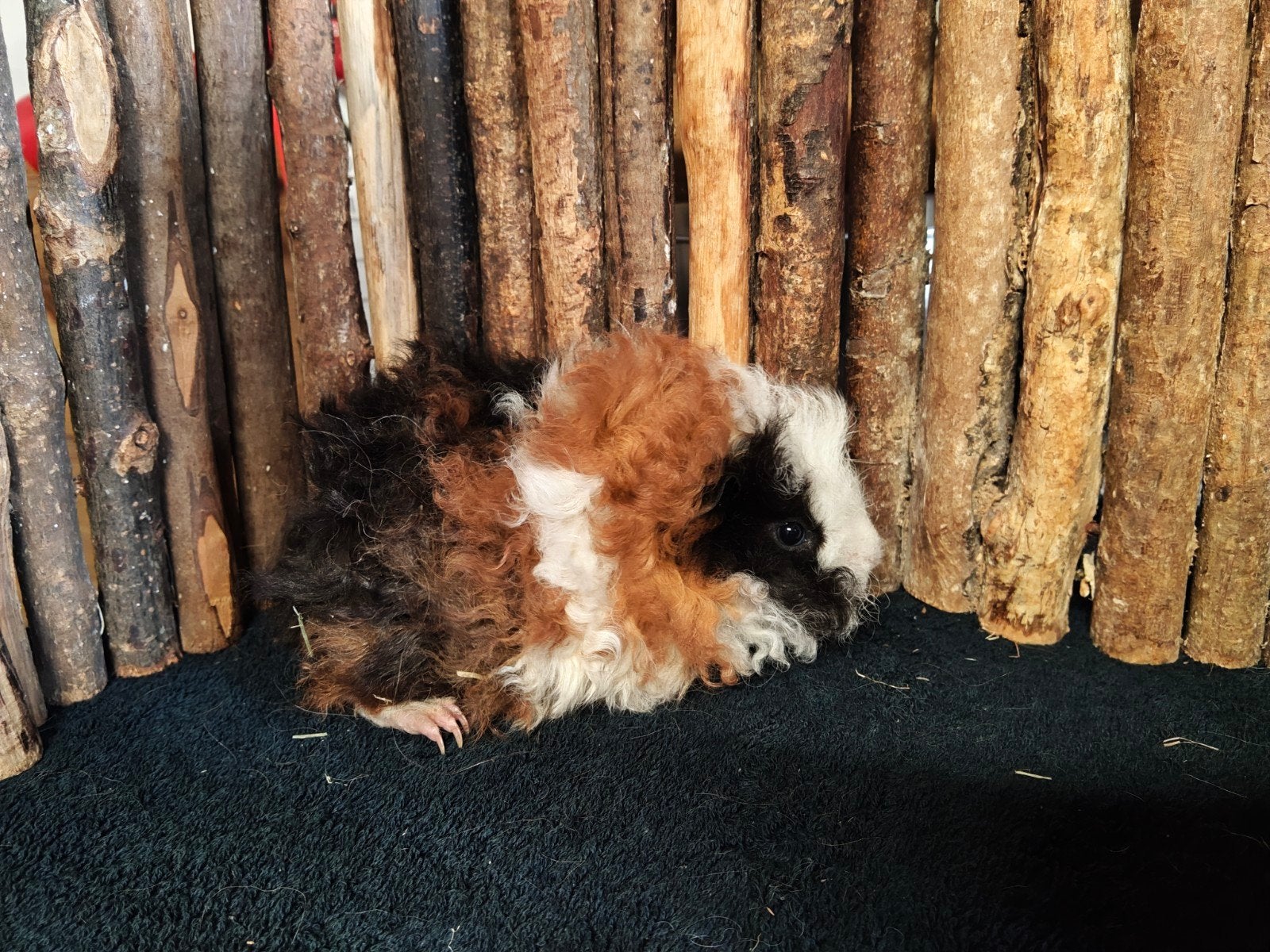 Lunkarya zeugje, Cavia, April, Vrouwelijk, Tam