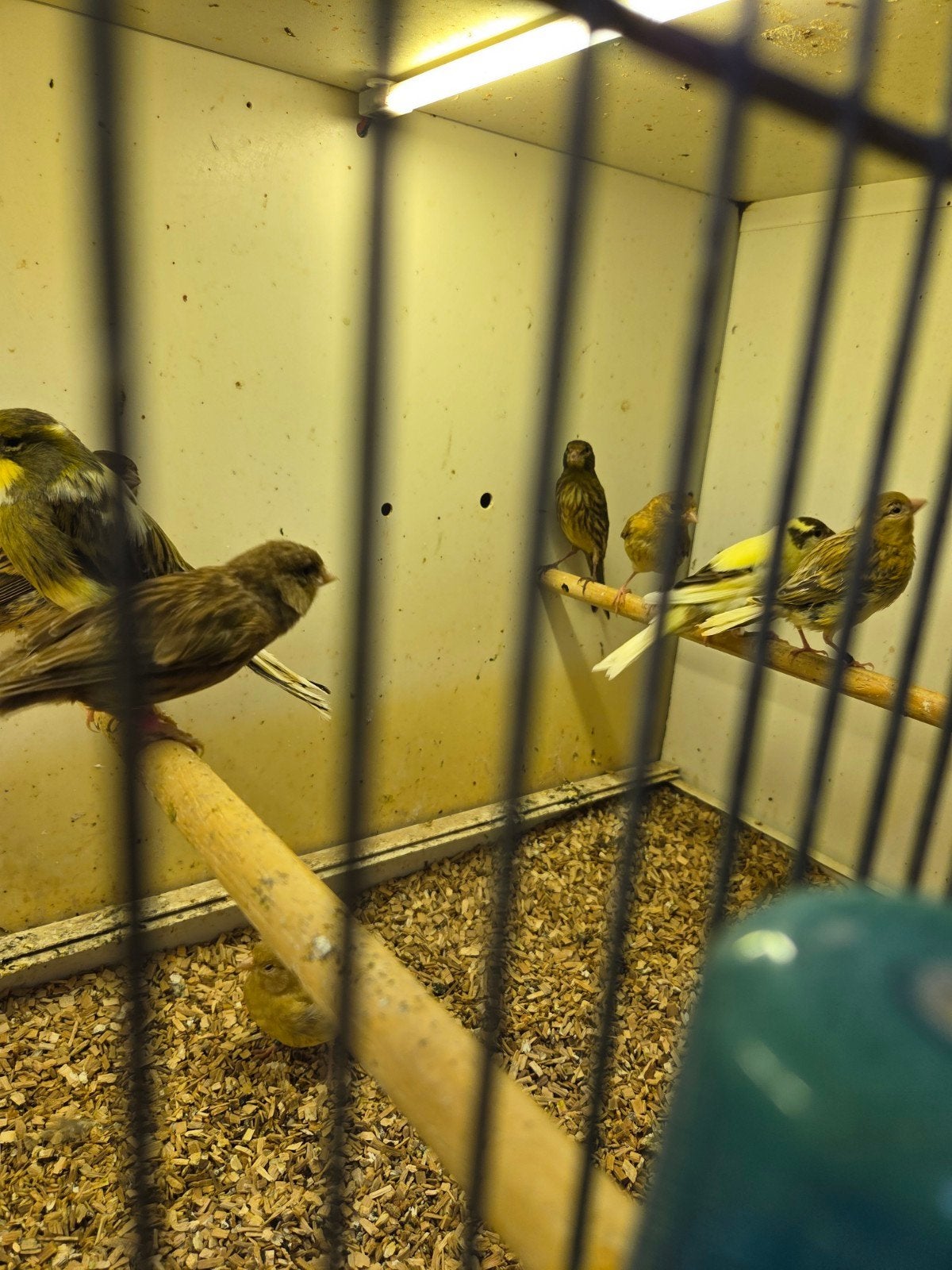Diverse kanaries, Dieren en Toebehoren, Vogels | Kanaries, Meerdere dieren, Kleurkanarie