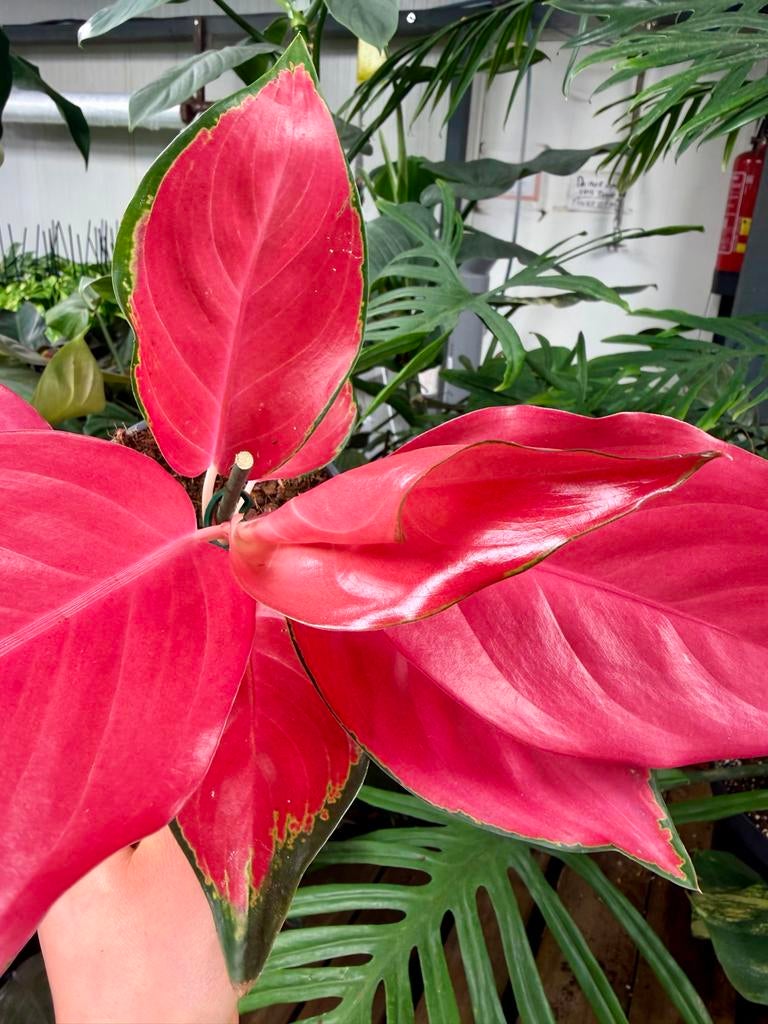 Aglaonema China Red  p12, Overige soorten, In pot, Minder dan 100 cm, Groene kamerplant