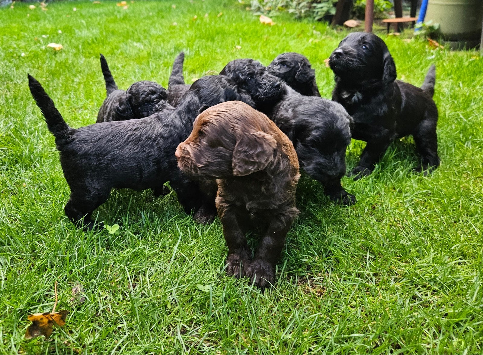 De mooiste en liefste labradoodle pups 🖤🤎, CDV (hondenziekte), 8 tot 15 weken, Meerdere, Meerdere dieren