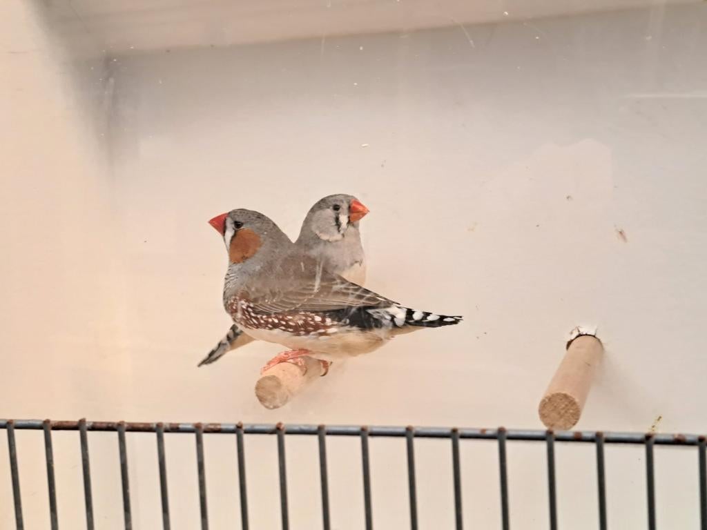 Koppel zebravinken grijs., Dieren en Toebehoren, Vogels | Overige Vogels, Meerdere dieren, Tropenvogel