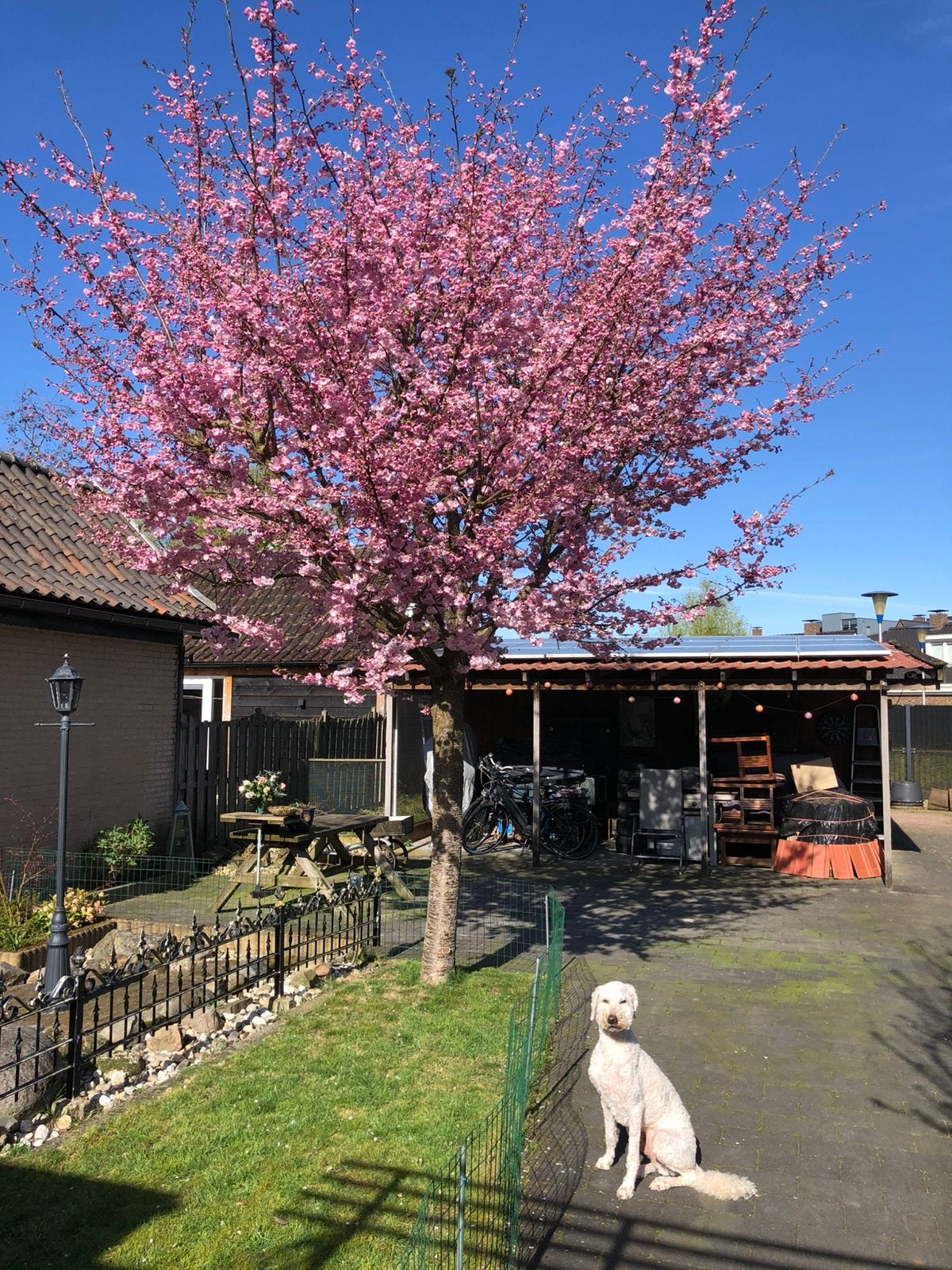 Smeedijzeren Sierhekwerk, Tuin en Terras, Tuinhekken en Hekwerk, Ophalen, Gebruikt, IJzer, Sierhekwerk