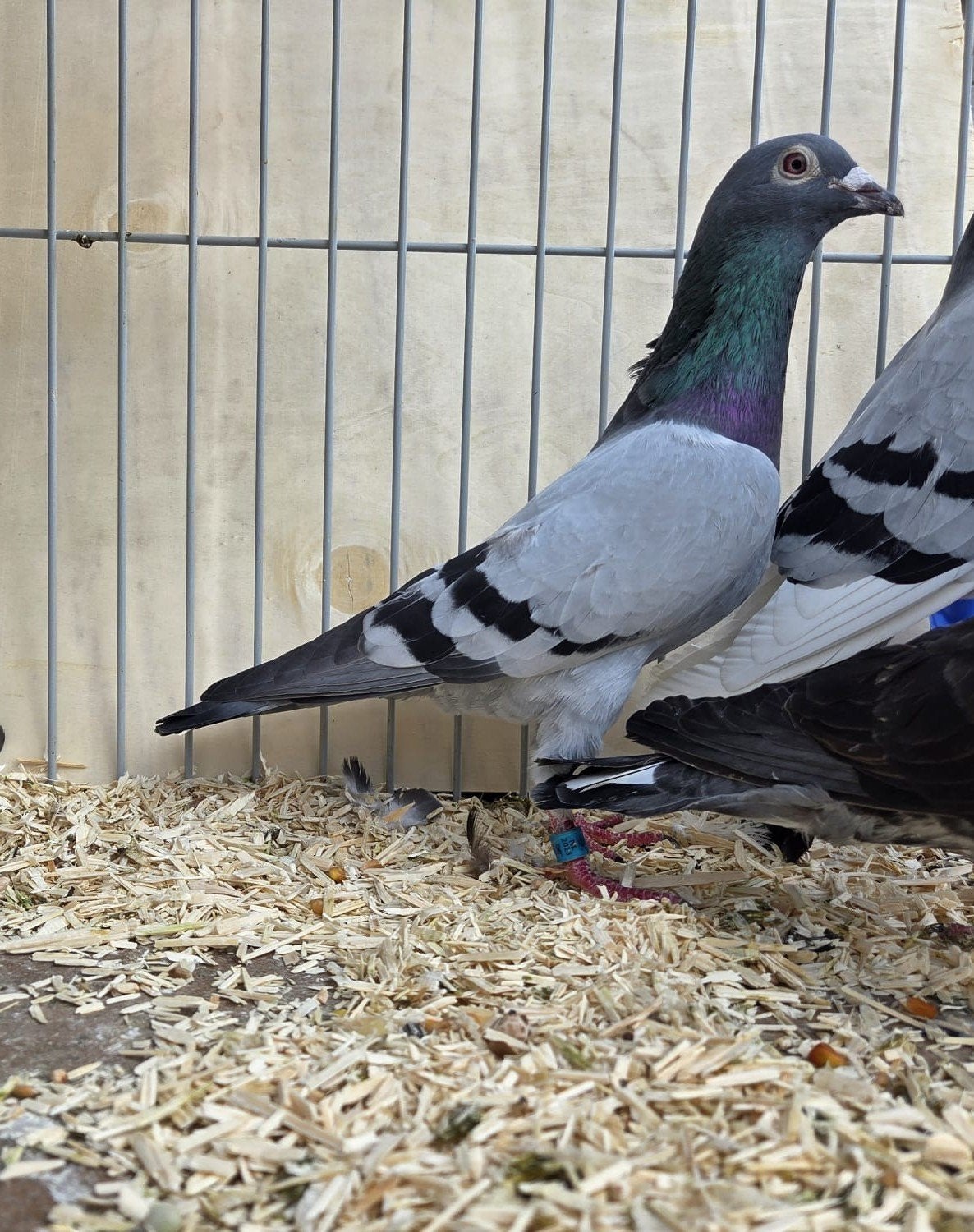 4 postduiven met eigendoms bewijs, Meerdere dieren, Postduif