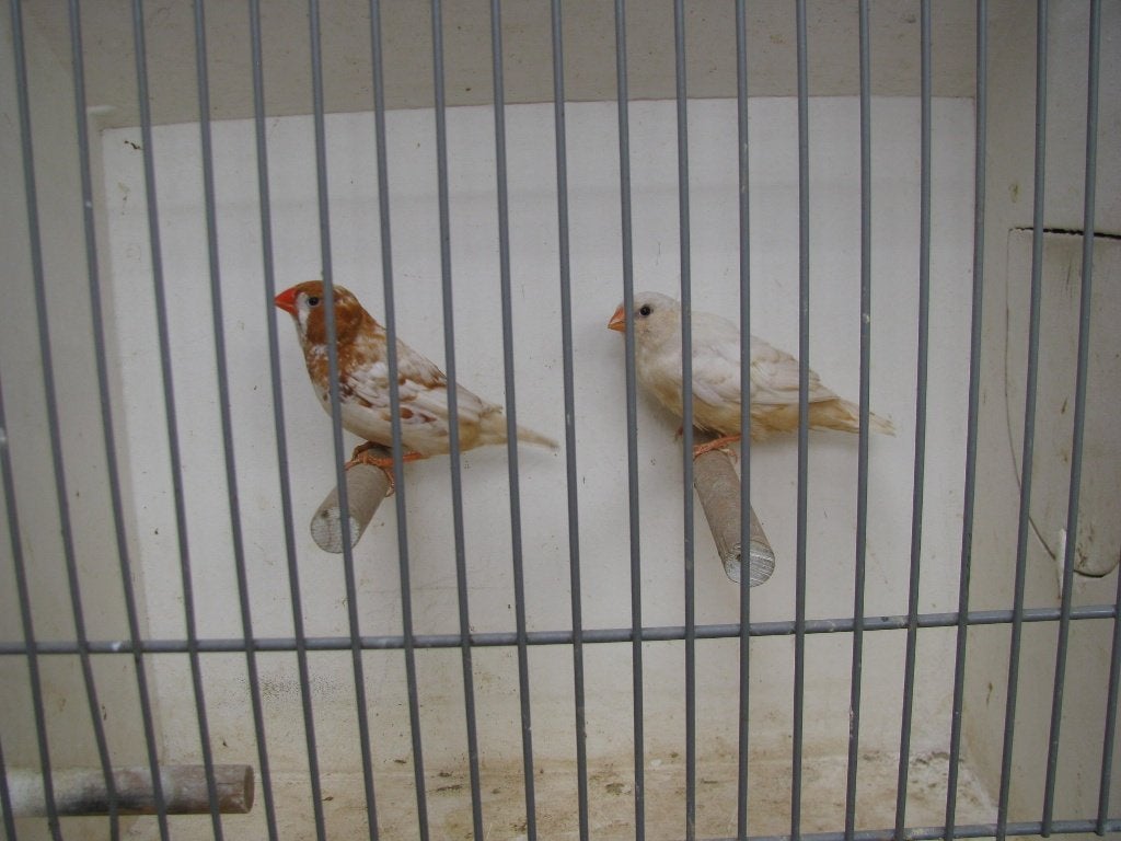 koppel oranjeborst zwartborst isabel bruin zebravinken, Dieren en Toebehoren, Vogels | Overige Vogels, Meerdere dieren