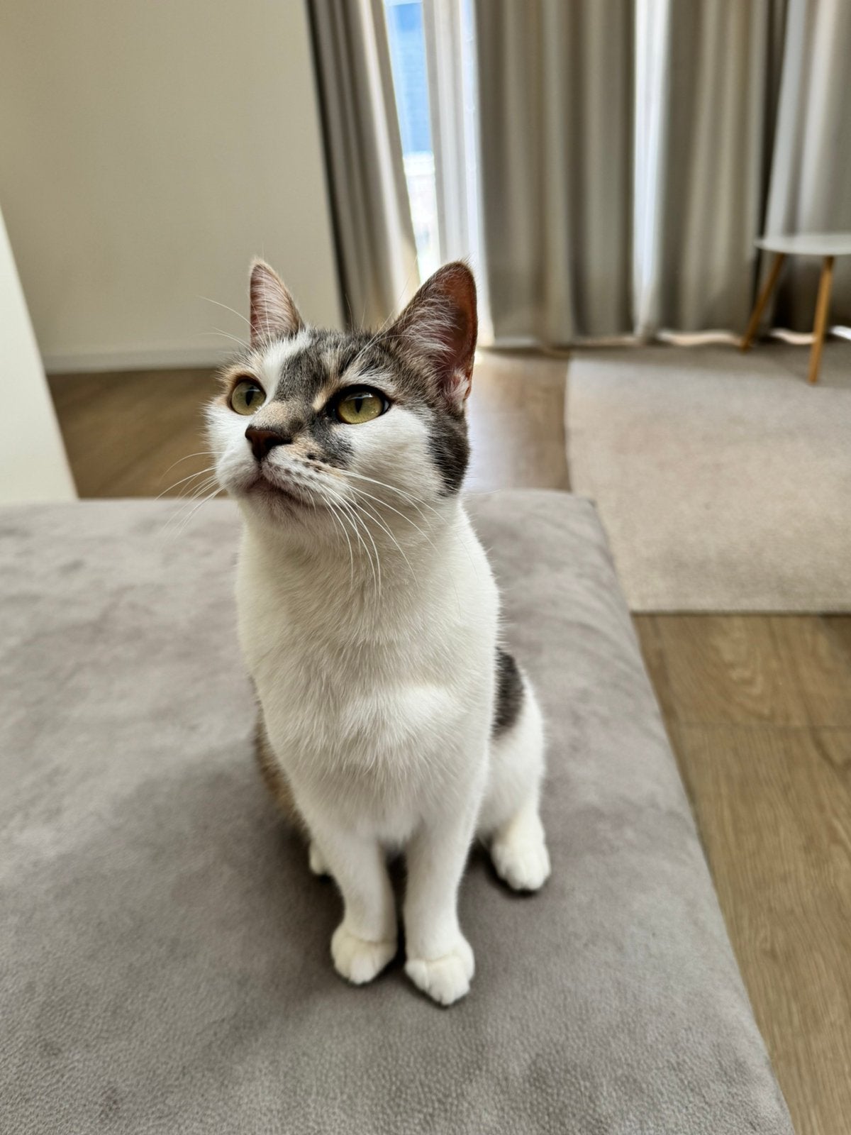 Lieve poezen Skip en Juul zoeken samen een nieuw thuis!, Dieren en Toebehoren, Meerdere dieren