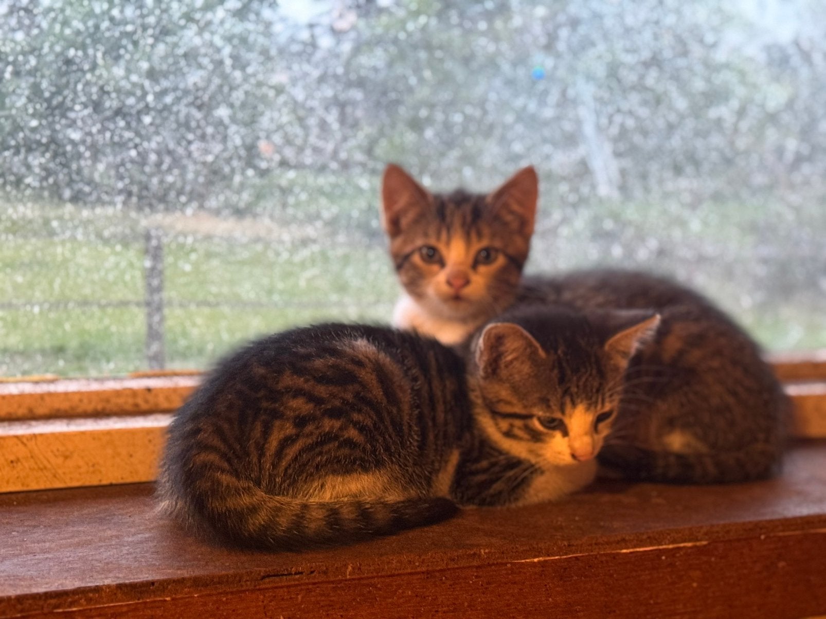 Cyperse kittens te koop, Dieren en Toebehoren, Katten en Kittens | Overige Katten, Meerdere dieren, Kortharig, 0 tot 2 jaar