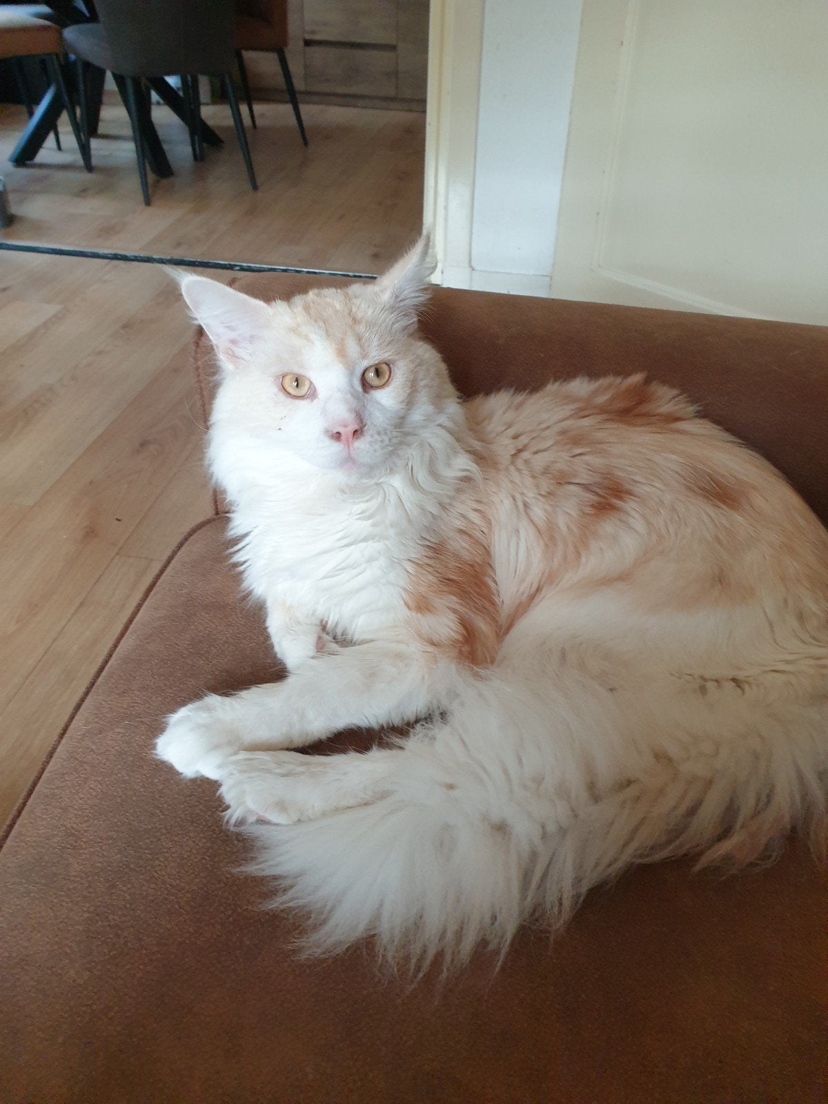 thuis gezocht 1 mainecoon dekkater en 2 mainecoon poezen, Kater, Gechipt, 0 tot 2 jaar