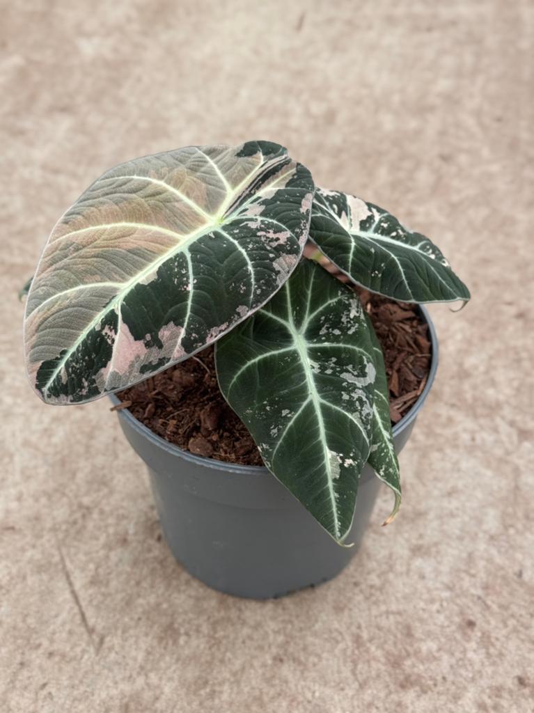 Alocasia Black Velvet Pink Variegata, Huis en Inrichting, Kamerplanten, Ophalen of Verzenden, Halfschaduw, Minder dan 100 cm