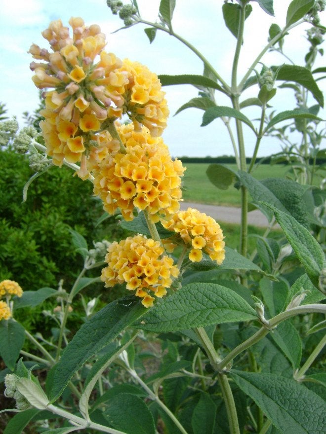 Gele vlinderstruik - Buddleja  weyeriana ‘Sungold’, Ophalen, Volle zon, Knol