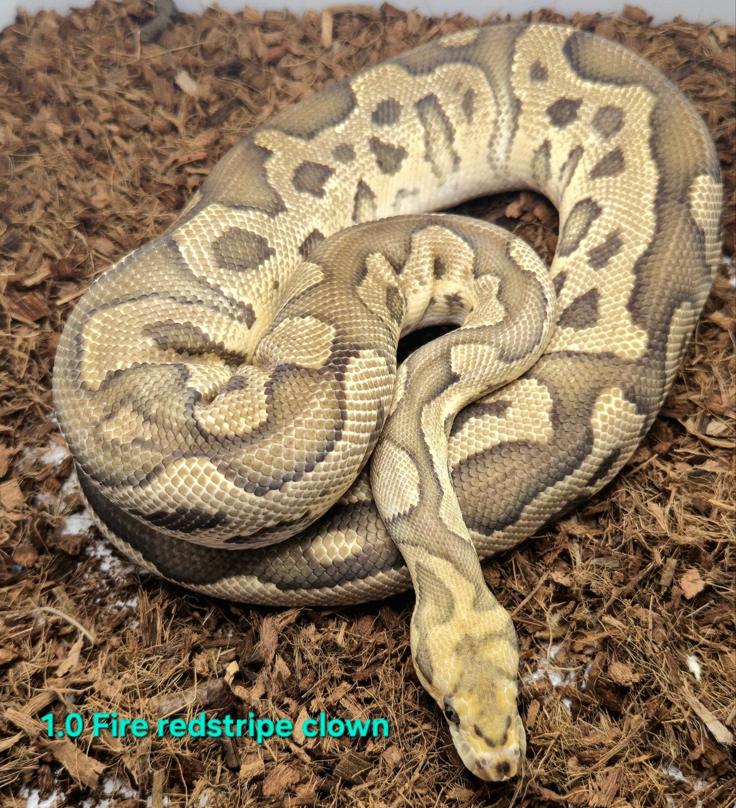 Volwassen koningspythons, lage prijzen Ball Python photo 4