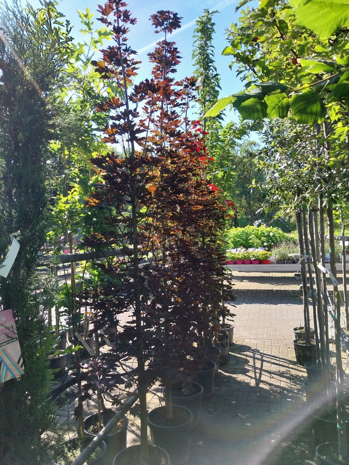 Acer Crimson Sentry - Zuilvormige Rode Esdoorn, Bloeit niet, 250 tot 400 cm, Zuilboom, Ophalen
