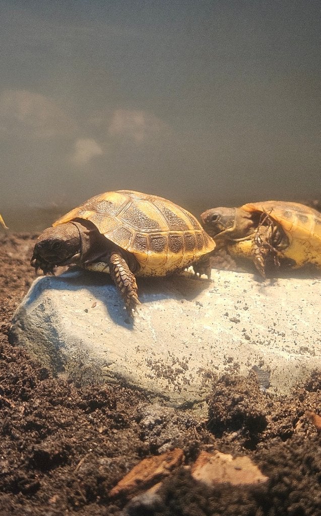 Griekse landschildpadden met compleet terrarium Tortoise photo 7