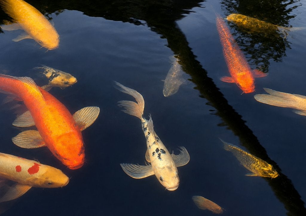 Shiro Bekko Butterfly 29-37 cm, Dieren en Toebehoren, Vissen | Vijvervissen, Karper of Koi