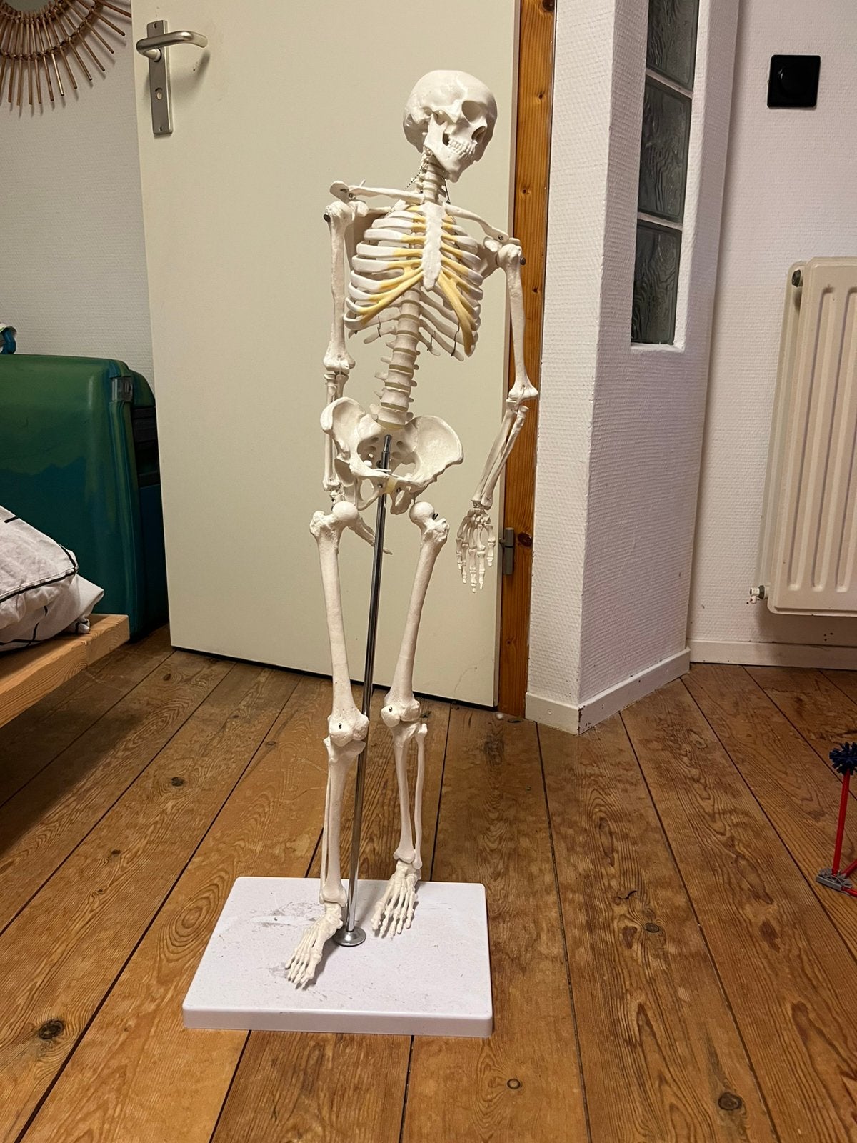 Anatomie model 80cm, Ophalen