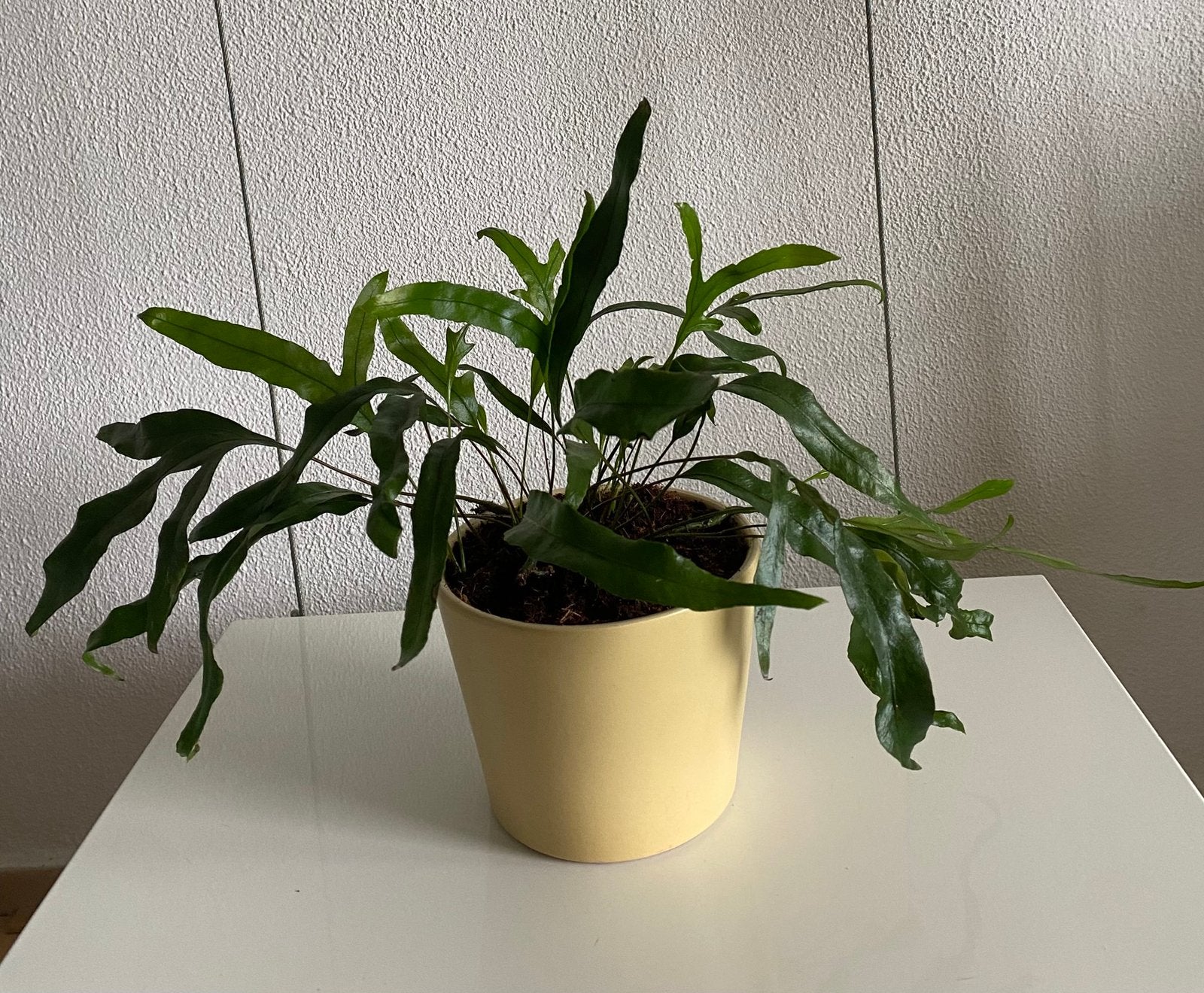 Microsorum Diversifolium, echte plant inclusief pot., Groene kamerplant, Ophalen of Verzenden, In pot, Minder dan 100 cm