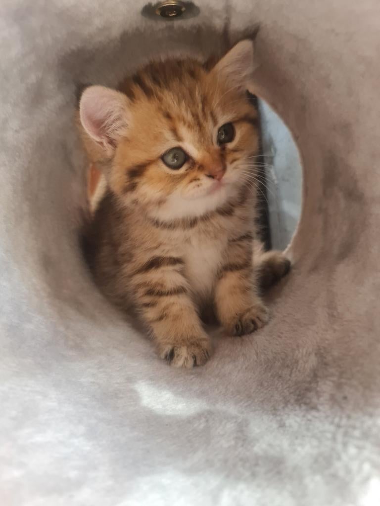 Britse Korthaar kittens, Meerdere dieren, Ontwormd