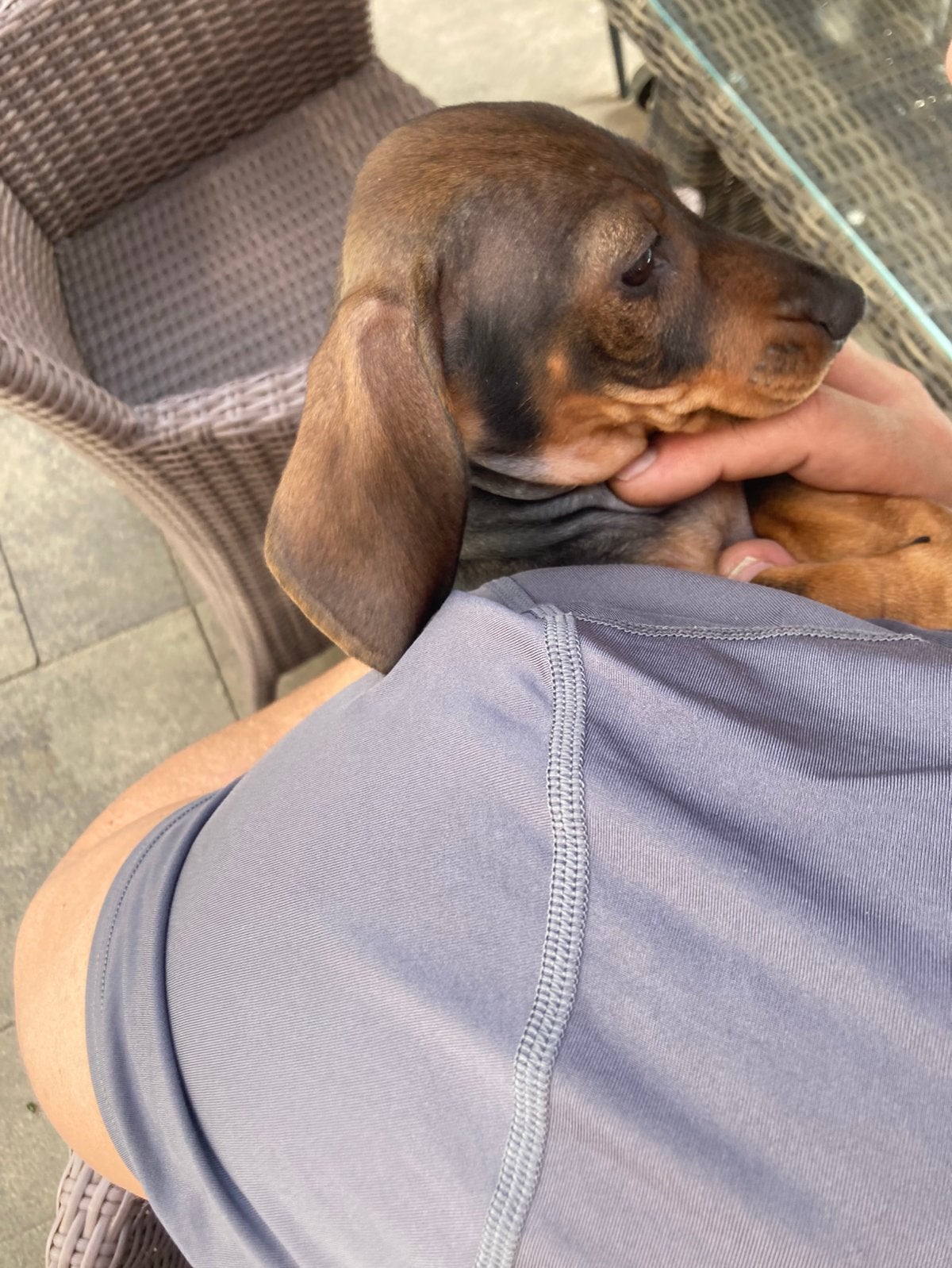 Lieve teckel pups, Dieren en Toebehoren, Honden | Teckels en Dashonden, Korthaar, Dwerg, Meerdere, Meerdere dieren