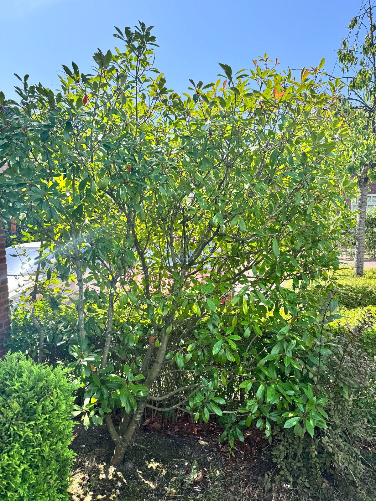 Glanzmispel 'Red Robin' (Photinia fraseri 'Red Robin'), Volle zon, Vaste plant, Lente, Ophalen
