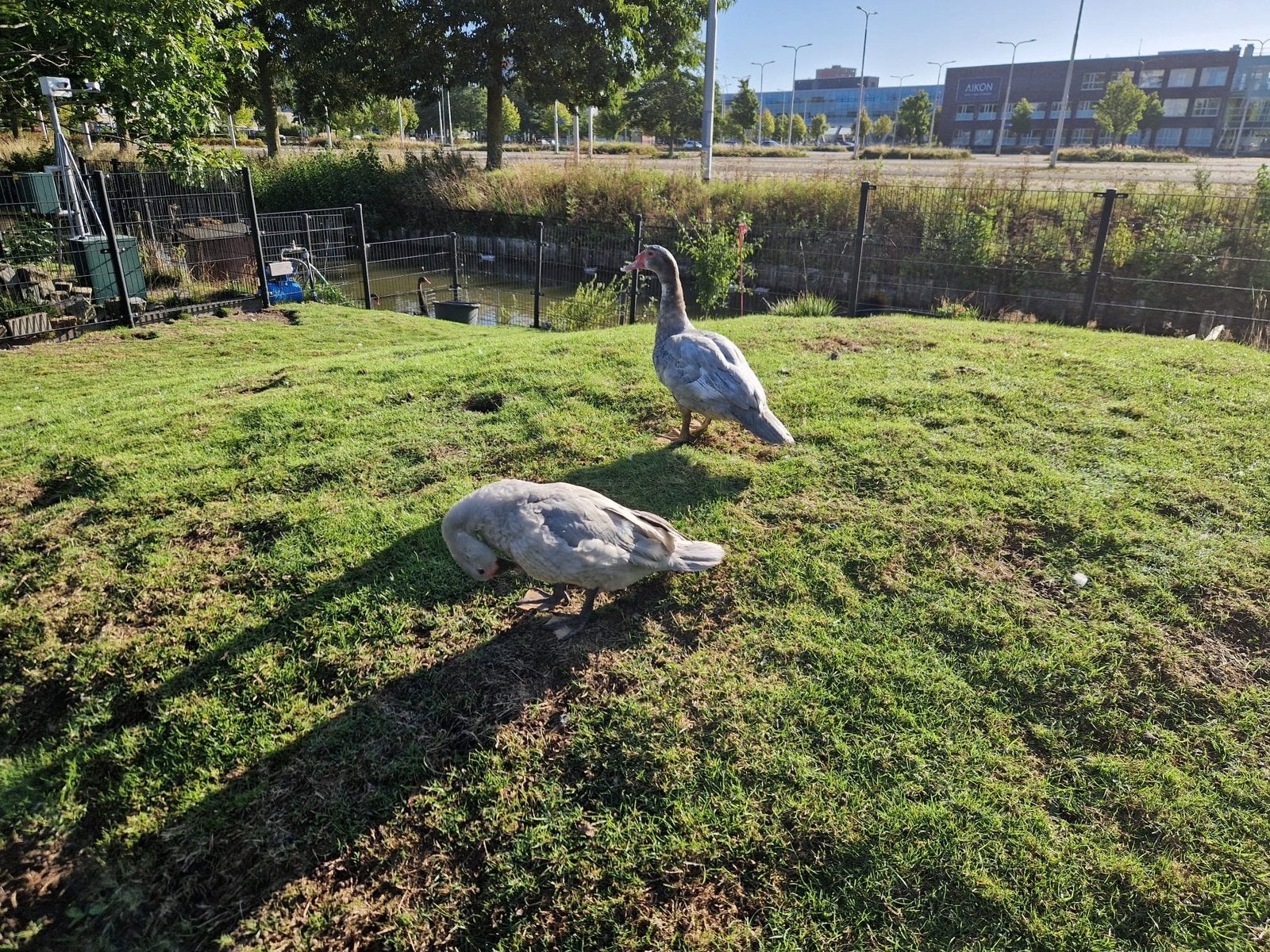 Span muskuseenden, Dieren en Toebehoren, Meerdere dieren, Eend