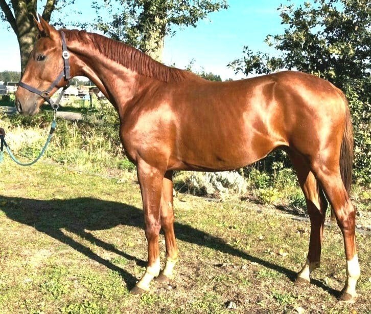 Brave talentvolle 2,5 jr grote  spring-AES hengst van ca1,67, Dieren en Toebehoren, Springpaard, Met stamboom, Hengst, 3 tot 6 jaar