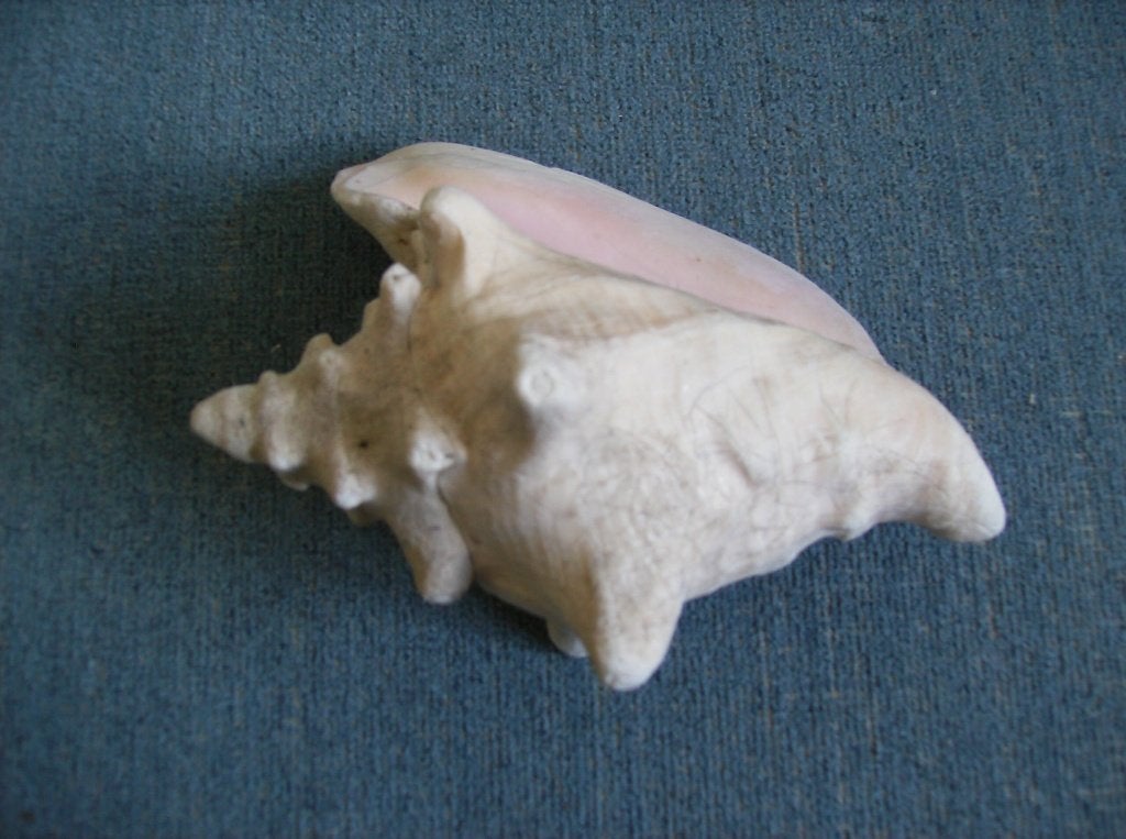 GROTE SCHELP, STROMBUS, GIGAS,IN GOEDE STAAT, Ophalen of Verzenden, Schelp(en)