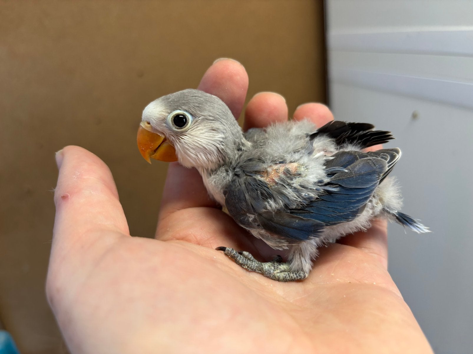 Baby agapornis fischeri dwergpapegaaitjes, Meerdere dieren, Dwergpapegaai of Agapornis, Geringd